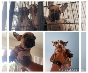 French Bulldog Puppy for sale in VICTORVILLE, CA, USA