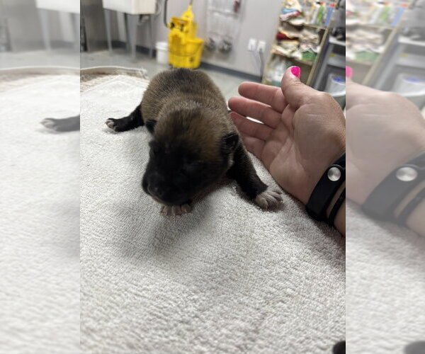 Medium Photo #3 Mutt Puppy For Sale in Imlay City, MI, USA
