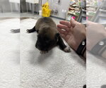 Small #2 Mutt