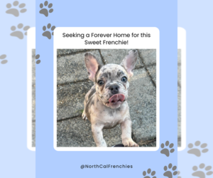 French Bulldog Puppy for sale in SACRAMENTO, CA, USA