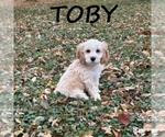 Image preview for Ad Listing. Nickname: Toby