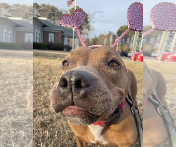 Medium Photo #17 American Pit Bull Terrier Puppy For Sale in Virginia Beach, VA, USA