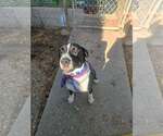 Small #1 American Staffordshire Terrier Mix