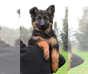 German Shepherd Dog Puppy for sale in WHEELING, IL, USA