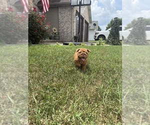 English Bulldog Puppy for sale in SEYMOUR, IN, USA