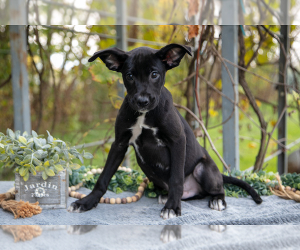 Medium Photo #3 Border Collie-Boxer Mix Puppy For Sale in MILLERSBURG, IN, USA