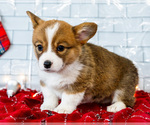 Small #5 Cardigan Welsh Corgi