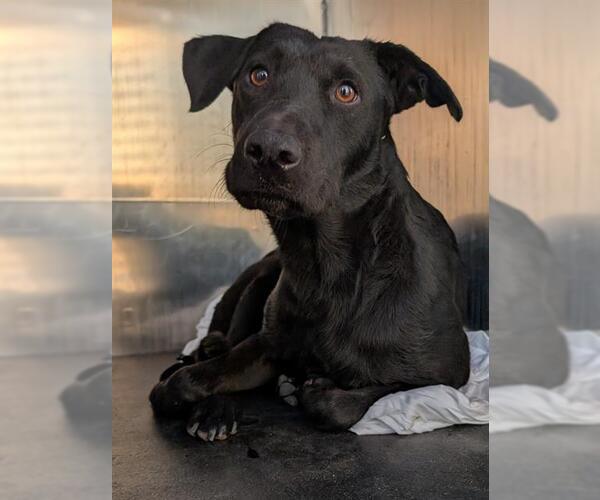Medium Photo #1 Labrador Retriever-Unknown Mix Puppy For Sale in San Antonio, TX, USA