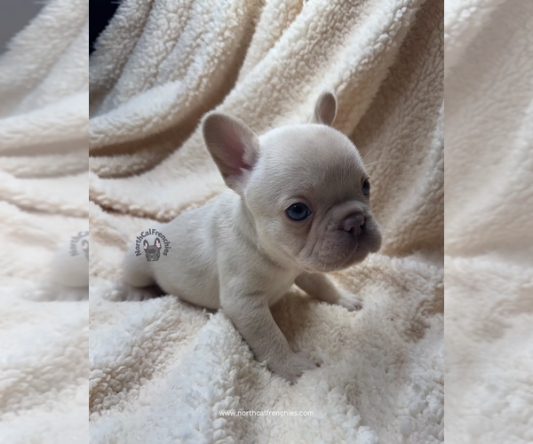 Medium Photo #3 French Bulldog Puppy For Sale in SACRAMENTO, CA, USA