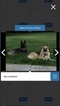 Small Photo #5 German Shepherd Dog Puppy For Sale in BARTLETTSVILLE, IN, USA