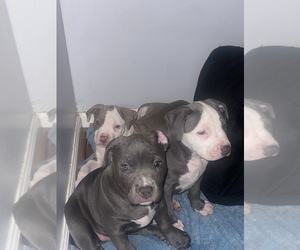 American Bully Puppy for sale in IRVINGTON, NJ, USA