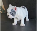 Small #4 French Bulldog