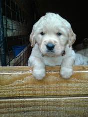 Goldendoodle Puppy for sale in HONEA PATH, SC, USA