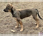 Small #4 Labrador Retriever Mix