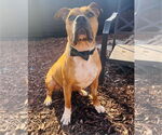 Small #4 Boxer-German Shepherd Dog Mix