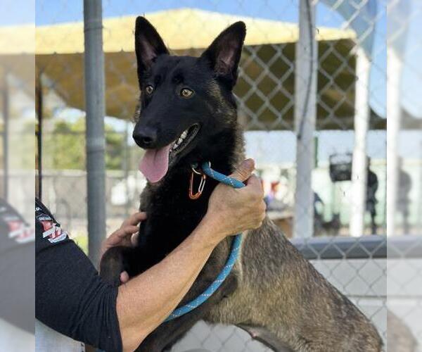 Medium Photo #2 Mutt Puppy For Sale in Camarillo, CA, USA