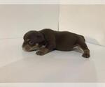 Small Photo #6 American Bully Puppy For Sale in ATL, GA, USA