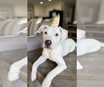 Small #8 American Pit Bull Terrier Mix