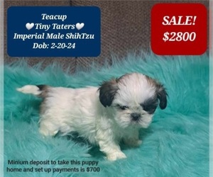 Shih Tzu Puppy for Sale in TUCSON, Arizona USA