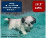 Small Shih Tzu