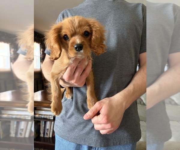 Medium Photo #6 Cavalier King Charles Spaniel Puppy For Sale in SAINTE GENEVIEVE, MO, USA