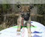 Small #1 German Shepherd Dog