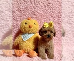 Small #2 Poodle (Toy)