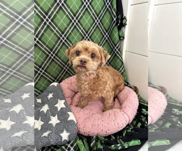 Medium Photo #2 Shih Tzu Puppy For Sale in Pacolet, SC, USA