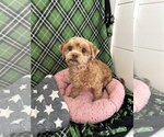 Small #1 Shih Tzu