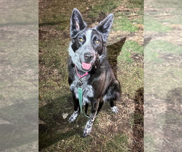 Medium Photo #2 Australian Shepherd-Unknown Mix Puppy For Sale in South Bend, IN, USA