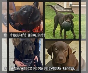 German Shorthaired Lab Puppy for sale in HARMONY, PA, USA