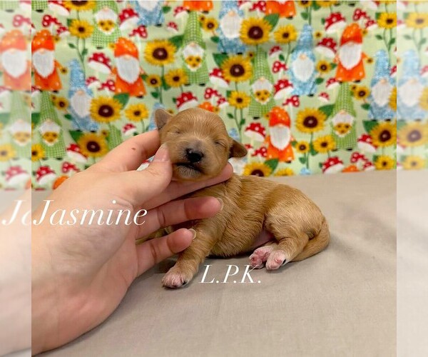 Medium Photo #1 Maltipoo (Miniature) Puppy For Sale in WINNSBORO, LA, USA
