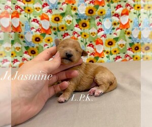 Maltipoo (Miniature) Puppy for sale in WINNSBORO, LA, USA