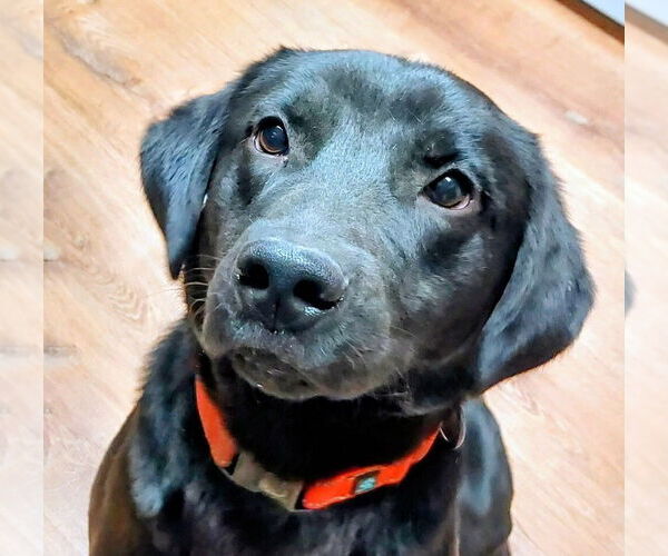 Medium Photo #1 Labrador Retriever-Unknown Mix Puppy For Sale in Boston, MA, USA