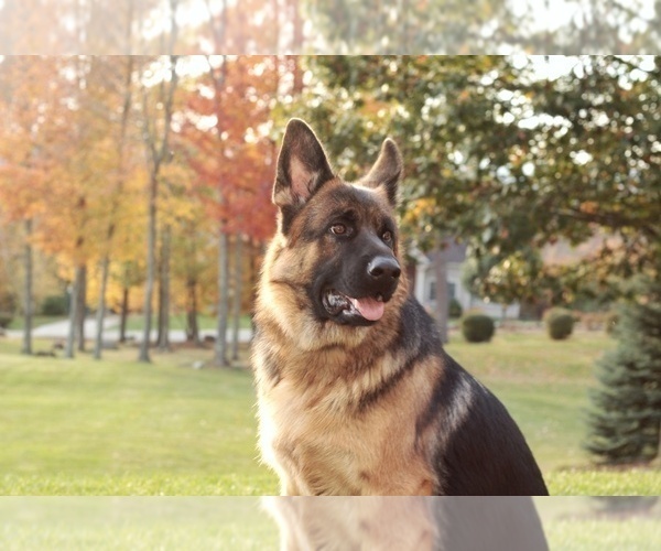 Medium Photo #1 German Shepherd Dog Puppy For Sale in LITHIA SPGS, GA, USA