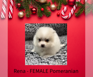 Pomeranian Puppy for sale in AZLE, TX, USA
