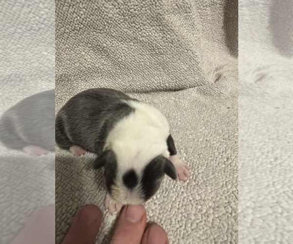 Medium Photo #2 Boston Terrier Puppy For Sale in HOWELL, NJ, USA