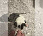 Small #1 Boston Terrier