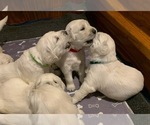 Small #13 English Cream Golden Retriever