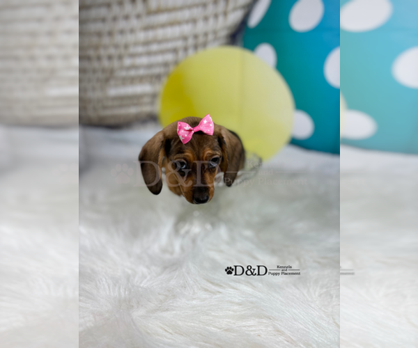 Medium Photo #3 Dachshund Puppy For Sale in RIPLEY, MS, USA