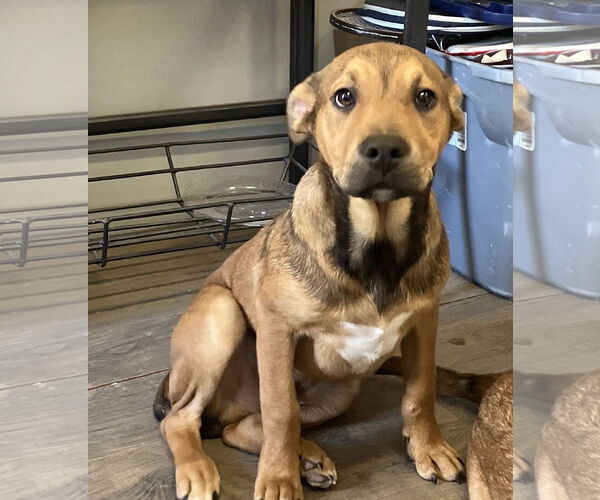 Medium Photo #4 Black Mouth Cur-Labrador Retriever Mix Puppy For Sale in The Woodlands, TX, USA