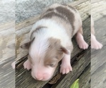 Small Photo #6 Australian Shepherd Puppy For Sale in LYNN, IN, USA