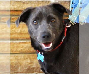 Labrador Retriever-Unknown Mix Dogs for adoption in Enfield, CT, USA