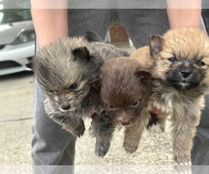 Pomeranian Puppy for sale in MARS HILL, IN, USA