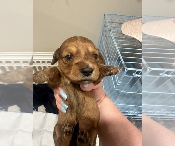 Medium Photo #10 Dachshund Puppy For Sale in LEXINGTON, NC, USA