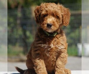 Goldendoodle-Poodle (Miniature) Mix Puppy for sale in AUGUSTA, WV, USA