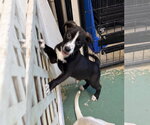 Small #3 American Staffordshire Terrier Mix