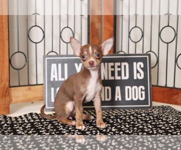 Medium Photo #2 Chihuahua Puppy For Sale in NAPLES, FL, USA