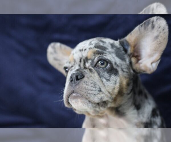 Medium Photo #6 French Bulldog Puppy For Sale in GALENA, NV, USA