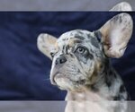 Small Photo #6 French Bulldog Puppy For Sale in GALENA, NV, USA